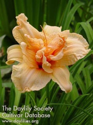 Daylily Double Dream